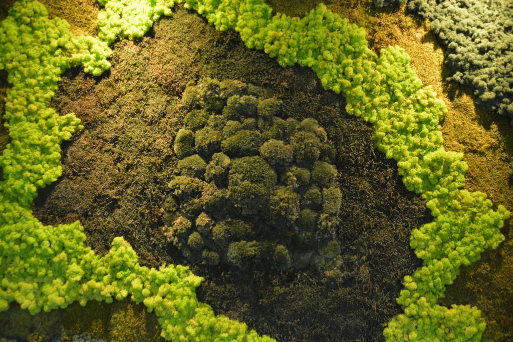 Perete verde mixt din licheni decorativi si muschi stabilizati | multicolor