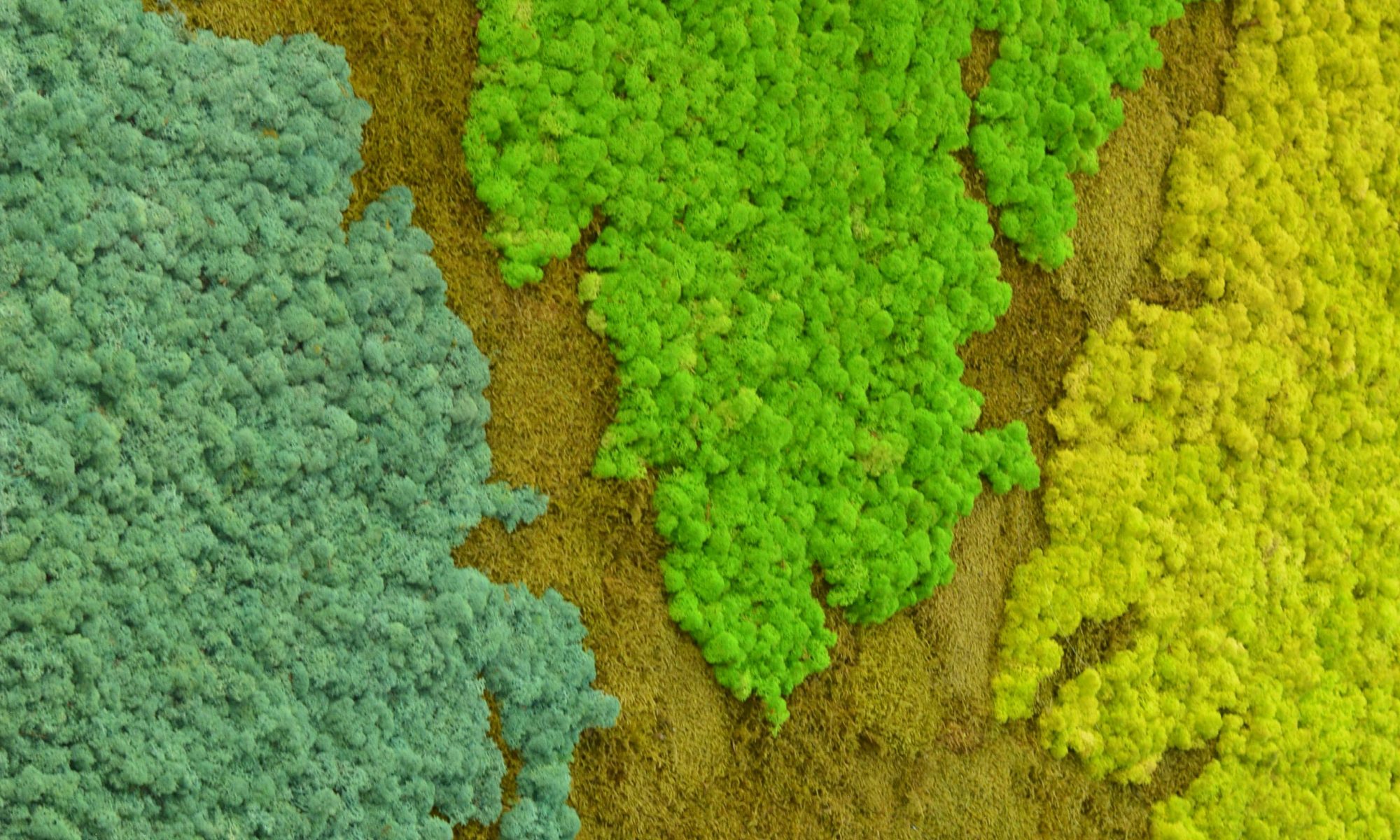 perete verde din licheni decorativi si muschi stabilizati