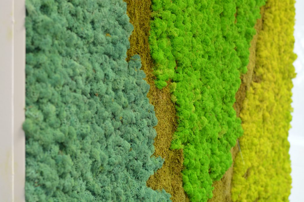 Perete din licheni decorativi si muschi stabilizati| multicolor