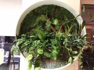 Gradina verticala din licheni decorativi muschi stabilizati si plante